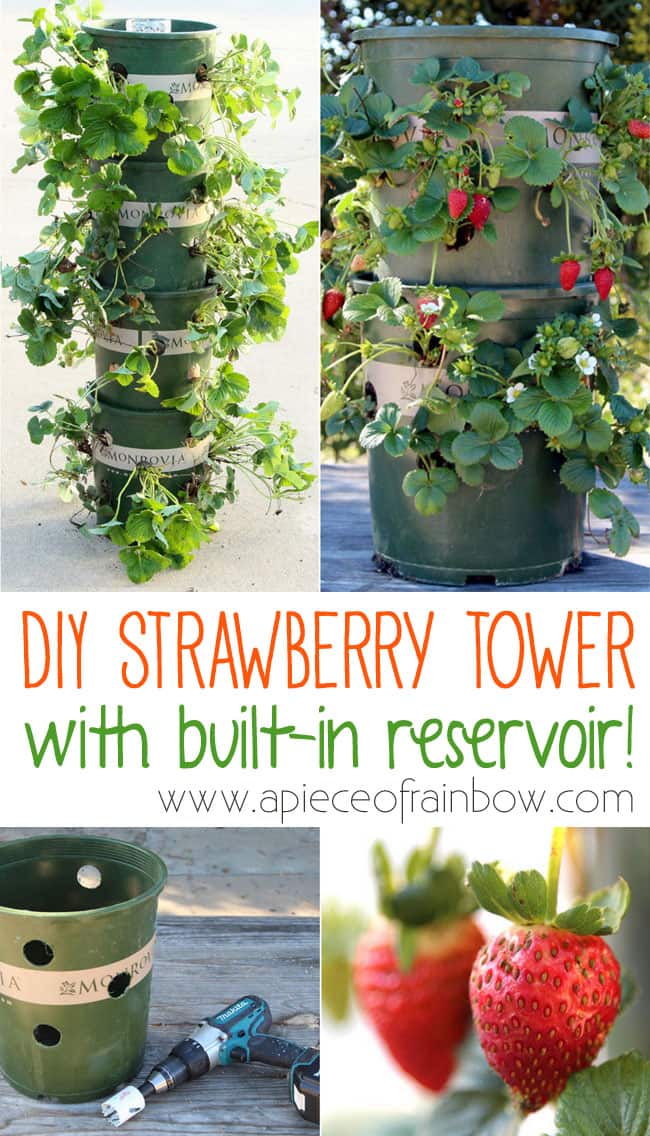 DIY Strawberry Tower with reservoir! 