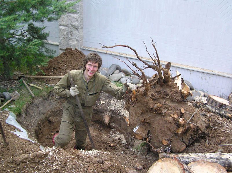 Корчевание деревьев