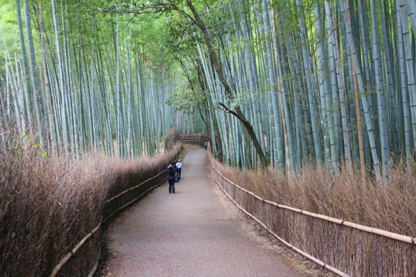 bamboo bark fence