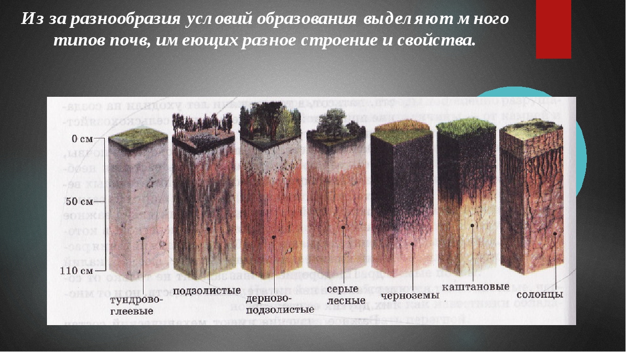 Зональные типы почв России