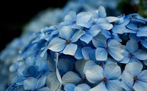 Синий цветок 