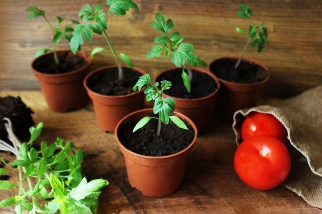 Выращивание томатов: посадка, уход, подвязка