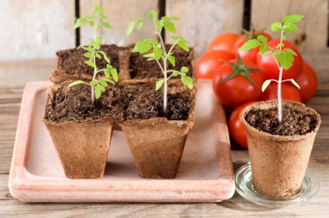Выращивание томатов: посадка, уход, подвязка
