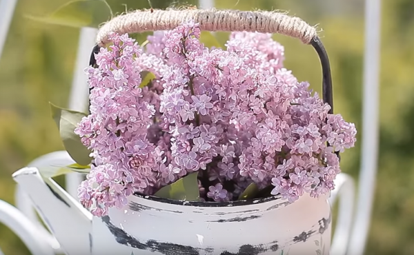 Используйте чайника на участке в качестве кашпо для цветов