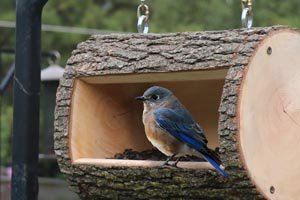 Bird feeder with natural ends.