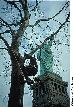 An arborist pruning a tree near the Statue of Liberty