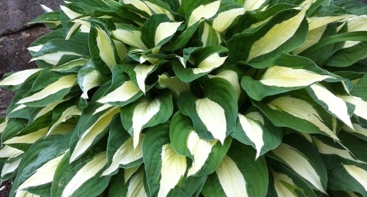 hosta austin dickerson