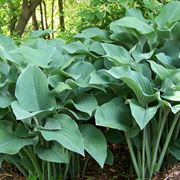 hosta gold regal